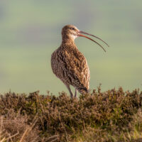 Curlew