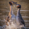 Great Crested Grebes