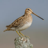 Snipe with a Runny Nose