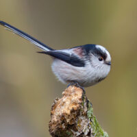 Long-Tailed Tit