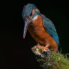 Kingfisher