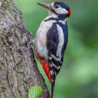 Great Spotted Woodpecker