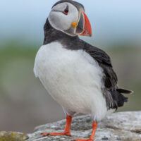 Puffin