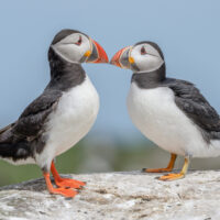 Kissing Puffins