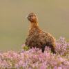 Red Grouse