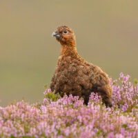 Red Grouse
