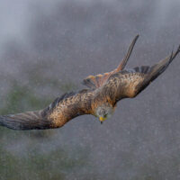 Red Kite