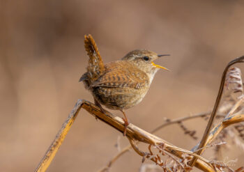 Wren