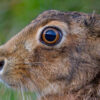Hare