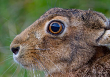Hare