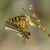 Swallowtail Butterfly