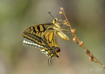 Swallowtail Butterfly