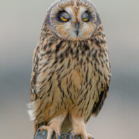 Short Eared Owl