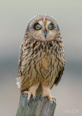Short Eared Owl