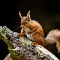 Red Squirrel