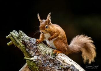 Red Squirrel