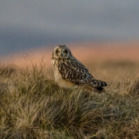 Short Eared Owl