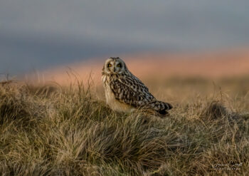 Short Eared Owl